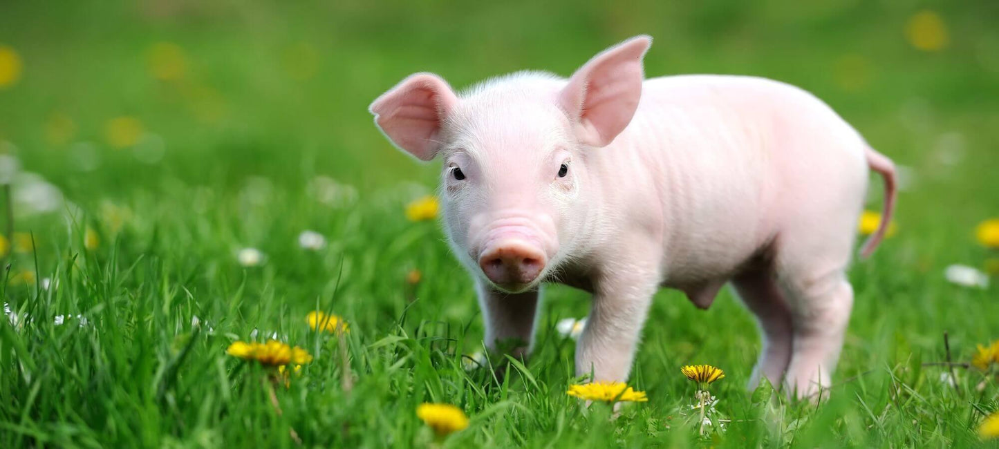 Pigs