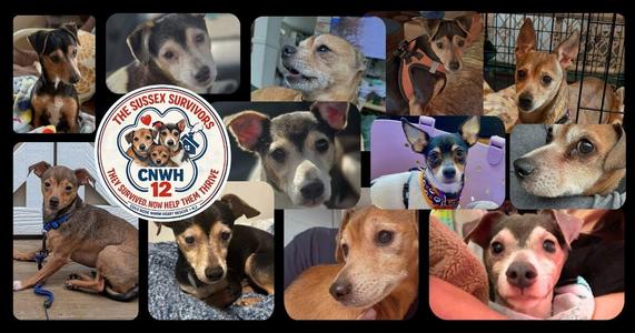 Rescued dog cared for by Cold Nose Warm Heart, a Newton, New Jersey high-kill shelter rescue nonprofit