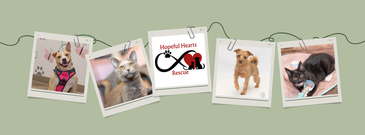 Rescued animal cared for by Hopeful Hearts Rescue, a Blairsville, Pennsylvania animal welfare nonprofit