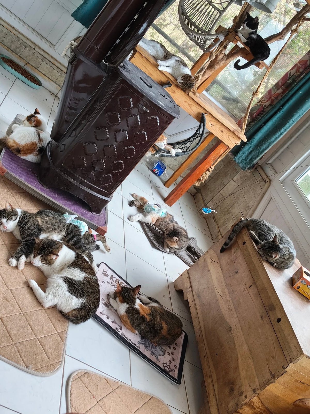 Rescued street cat cared for by Hope 4 Paws Alanya, a handicapped-cat rescue and All The Fauna partner