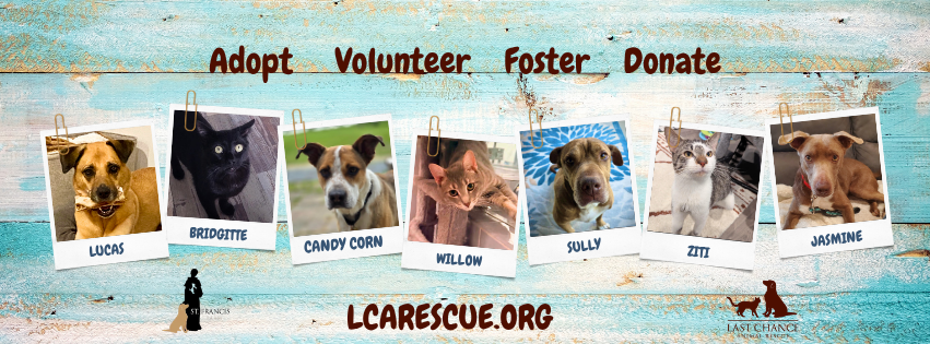 Rescued dog saved from a kill shelter by Last Chance Animal Rescue in Southampton, New York