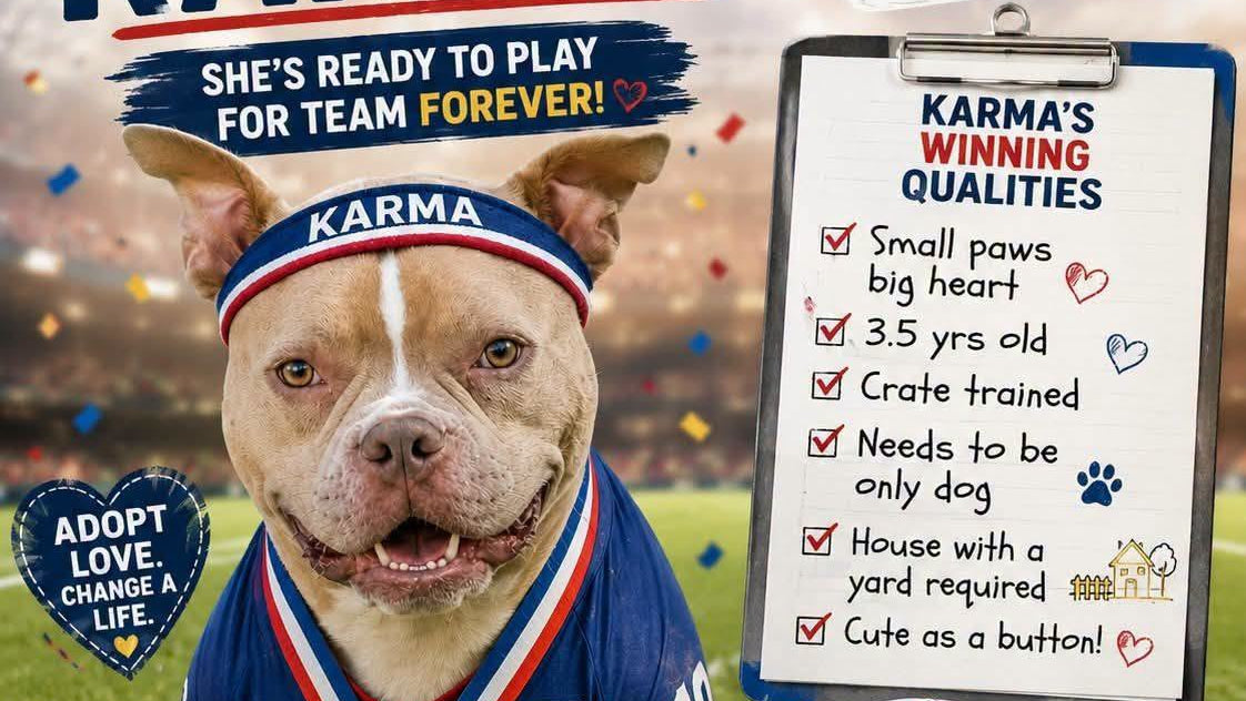 Rescued pit bull terrier cared for by It's The Pits Dog Rescue, a San Diego, California bully-breed rescue