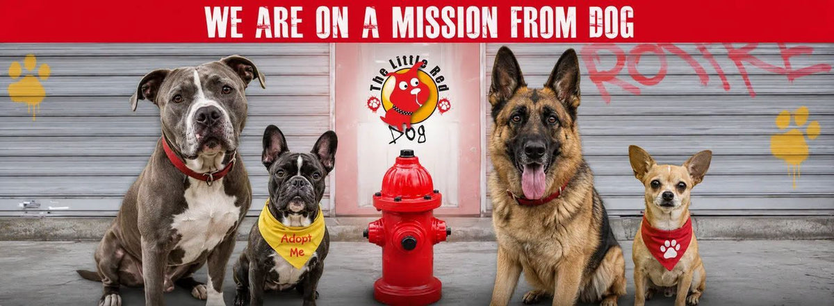 Rescued dog cared for by The Little Red Dog, a Lake Forest, California all-breed dog rescue nonprofit