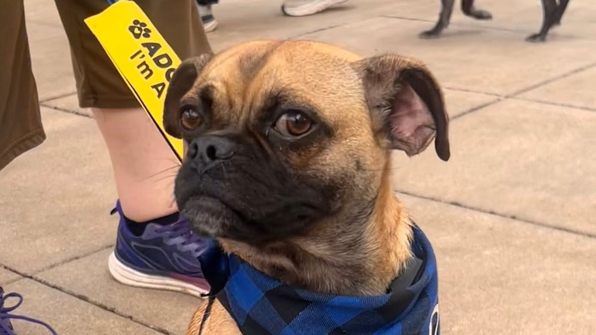 Rescued pug cared for by Pacific Pug Rescue, a Beaverton, Oregon pug-specific rescue nonprofit