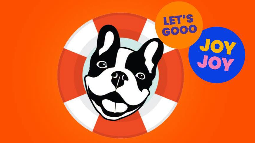 Rescued French bulldog cared for by French Bulldog Rescue Network, a nationwide Frenchie-specific rescue nonprofit
