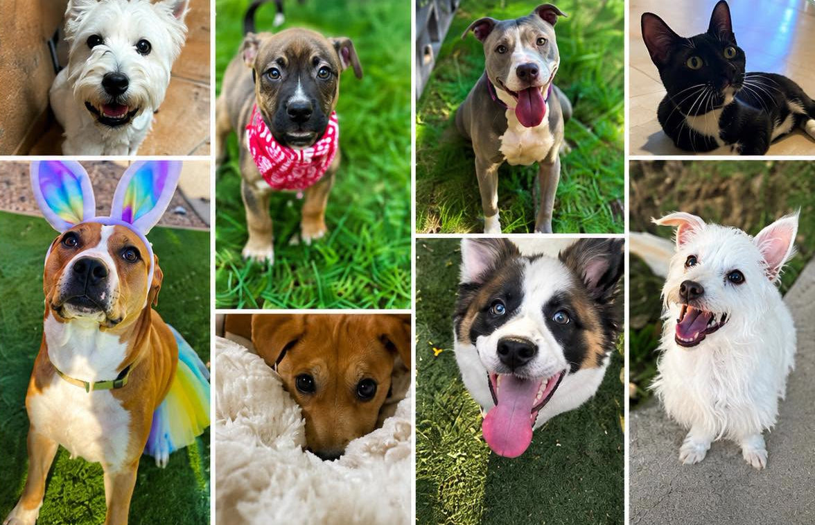 Rescued dog cared for by Adopt a Dog Rescue, a Phoenix, Arizona volunteer-based dog rescue nonprofit