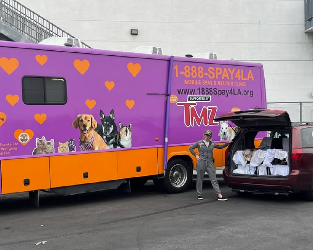Community cat cared for by Bobbie's Street Cats, a South Central Los Angeles spay and neuter nonprofit
