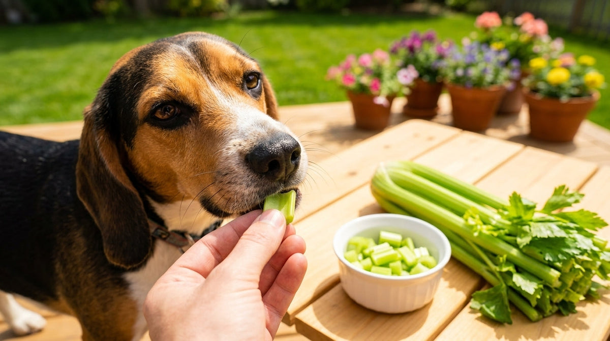 Can Dogs Eat Celery? Yes, Here's How to Serve It Safely