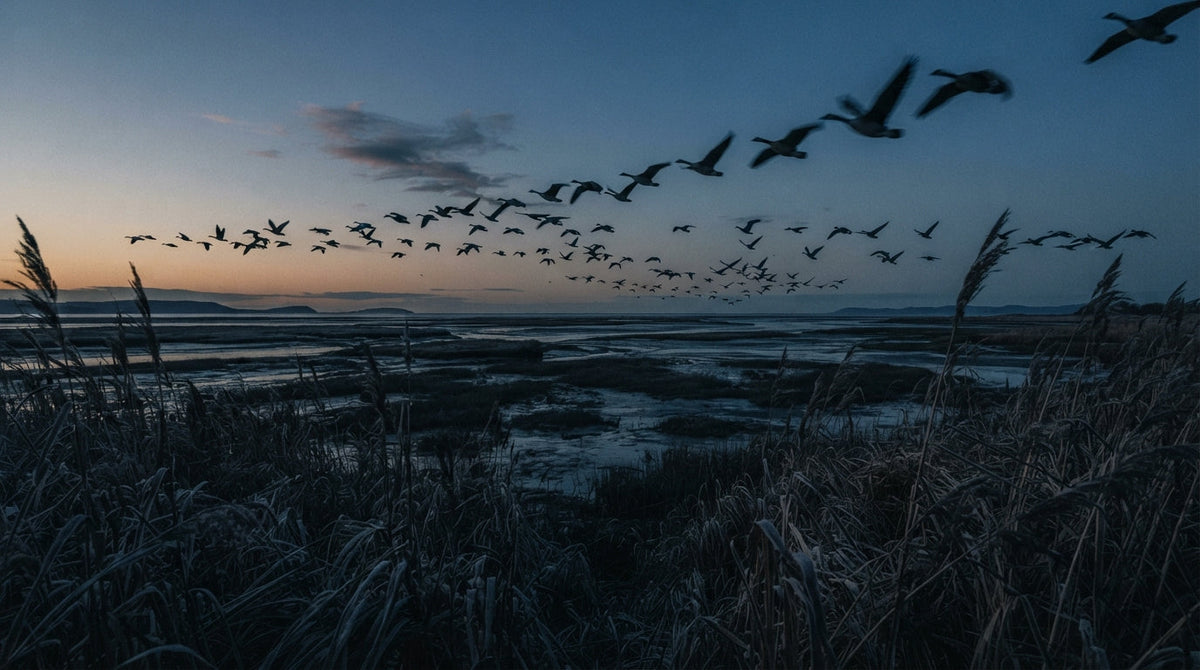 Bird Migration: 7 Real Reasons Birds Fly Thousands of Miles