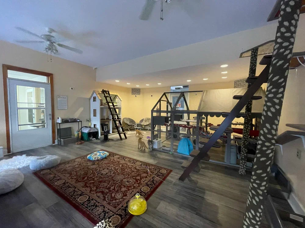 Community cat room at Almost Home Cat Rescue, a nonprofit animal rescue partner