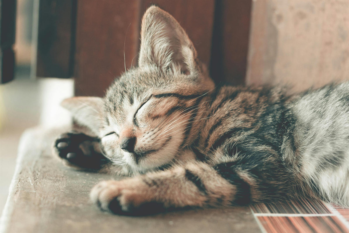 Rescued cat cared for by Holdem Paws Pet Rescue, a Port Orange, Florida cat rescue nonprofit