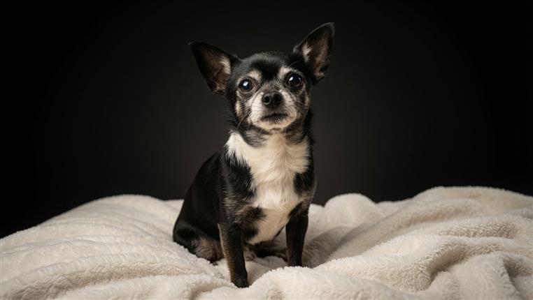 Rescued puppy cared for by Dogs Without Borders, a nonprofit animal rescue partner