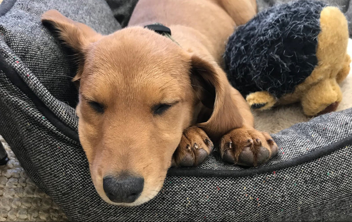 Rescued animal cared for by Friends of Orange County's Homeless Pets, a nonprofit rescue partner