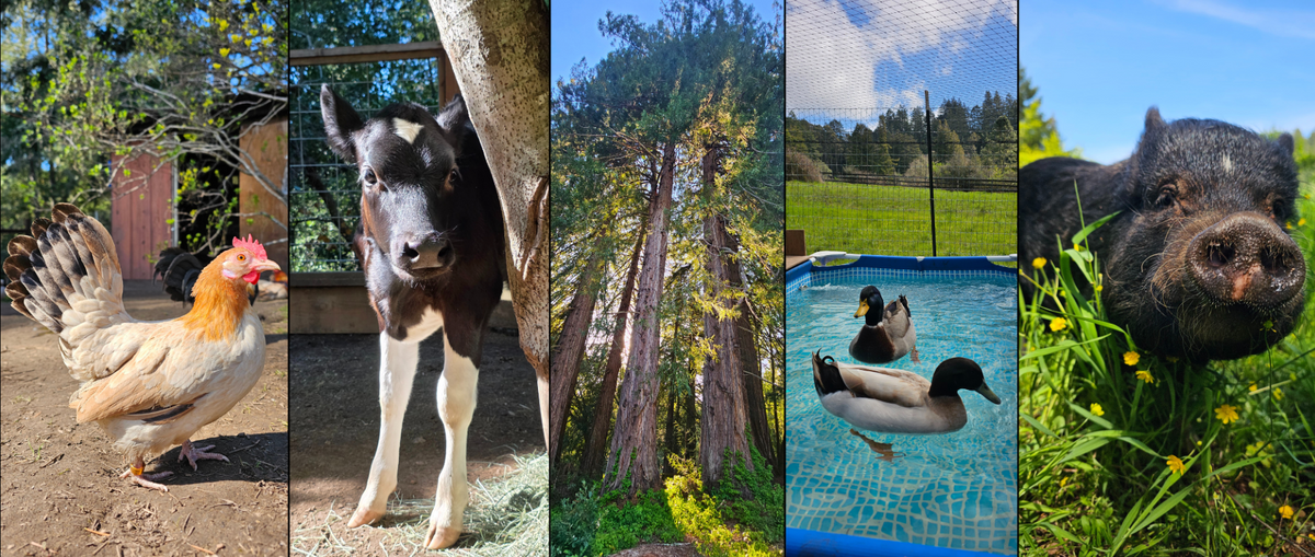 Rescued farm animal at Jolene's Retreat, an Occidental, California farm animal sanctuary nonprofit