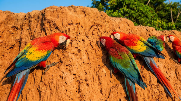 Macaw Facts: Kinds, Lifespan, Diet, and Care