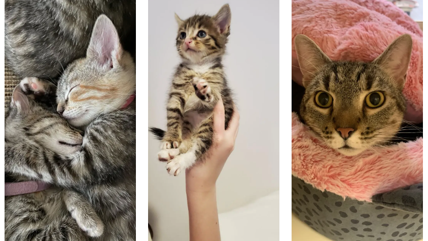 Rescued cat cared for by Purring Hearts VA, a Richmond, Virginia foster-based cat rescue nonprofit