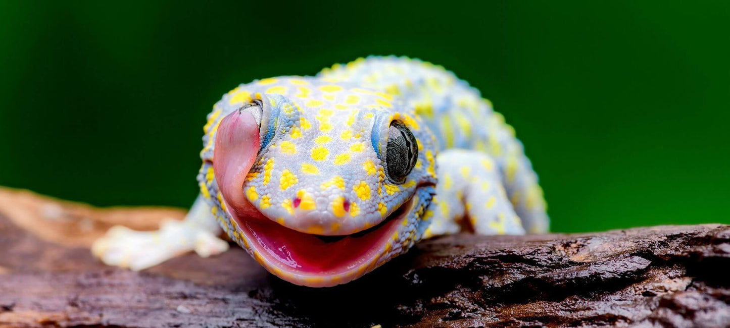 Reptiles