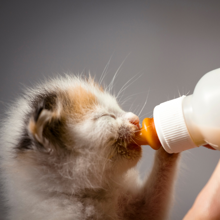 Small kitten drinking from a bottle held by a hand against a gray background