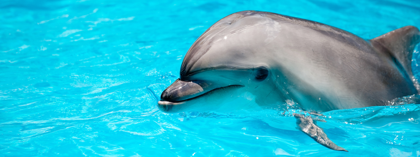 Two bottlenose dolphins swimming side by side in bright blue water with heads emerging from the surface — Dolphins, Period collection by Animals, Period. Dolphins develop unique signature whistles that function like individual names, remember other dolphins for decades, and demonstrate measurable empathy. Several dolphin species are critically endangered worldwide.