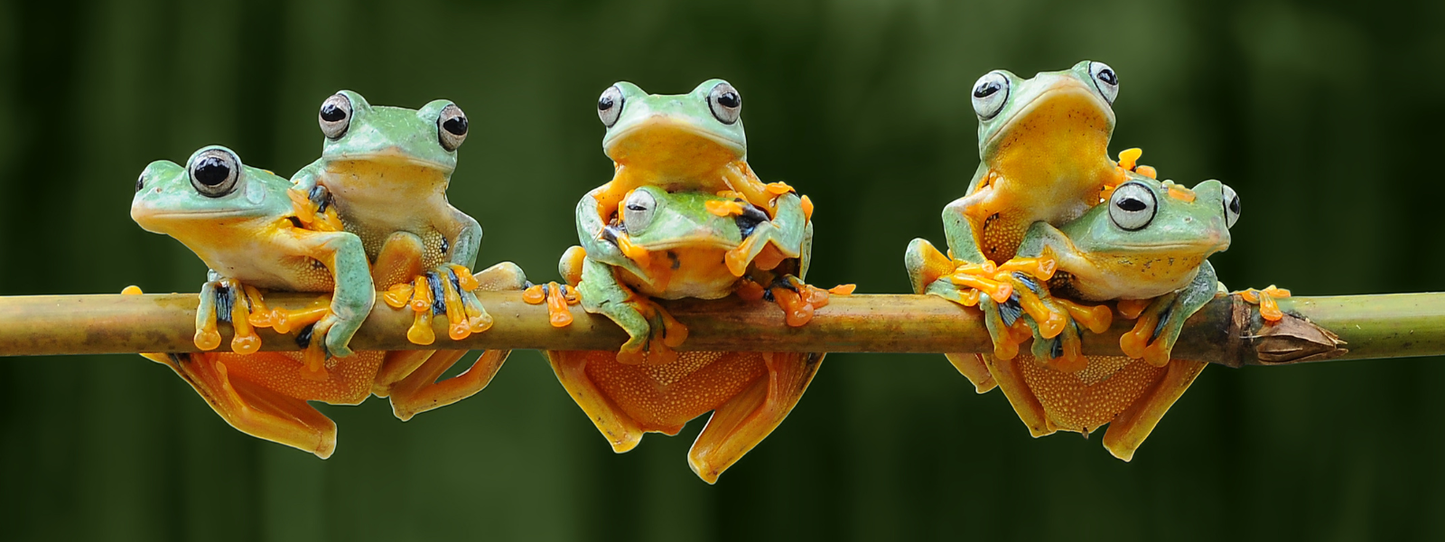 Four vibrantly colored green and orange Java flying tree frogs lined up on a bamboo shoot against a dark green forest background — Frogs, Period collection by Animals, Period. Over 40% of amphibian species are threatened with extinction. Frogs absorb toxins through their permeable skin, making them the most sensitive environmental indicators on earth.