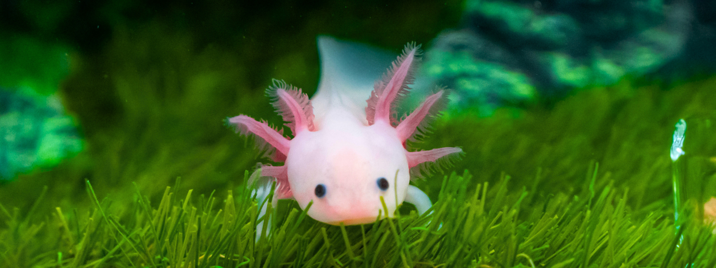 Close-up of a leucistic pink axolotl with feathery external gills resting among bright green aquatic plants — Axolotls, Period collection by Animals, Period. Axolotls are critically endangered with fewer than a few hundred remaining in the wild in Lake Xochimilco, Mexico. They can regenerate limbs, hearts, and parts of their brain without scarring.
