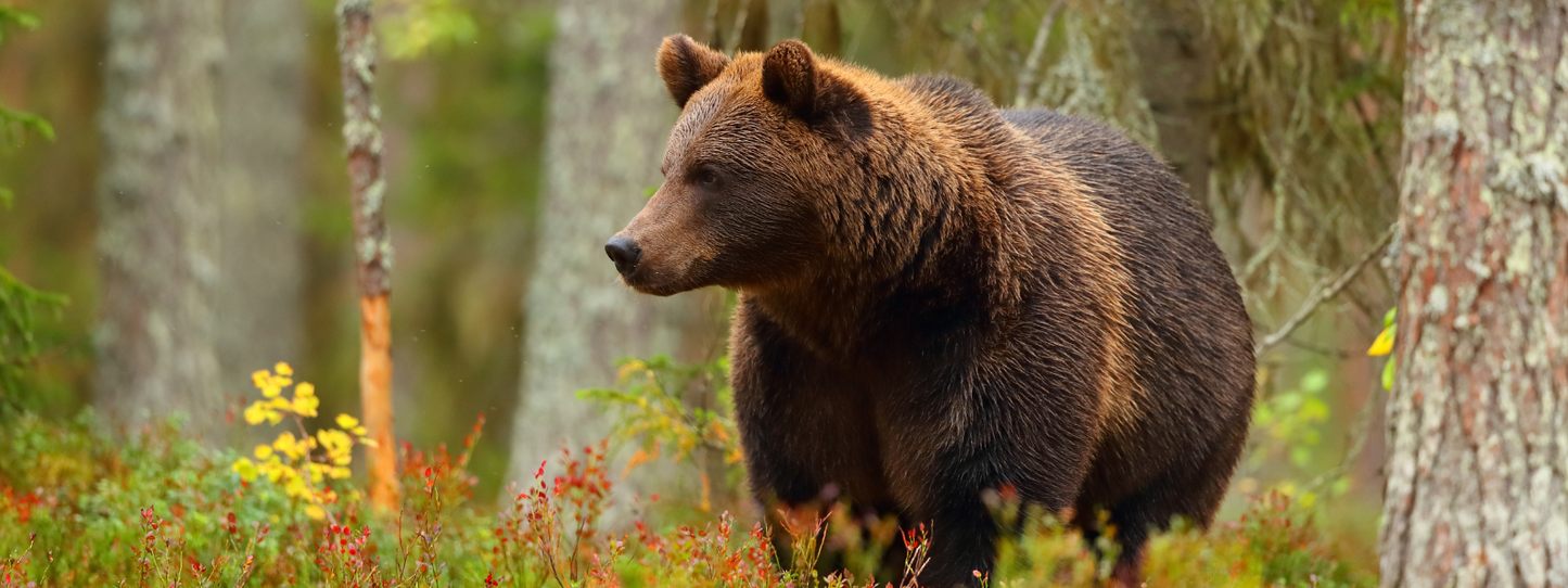 Brown bear standing alert in a colorful autumn forest with red and yellow wildflowers and pine trees — Bears, Period collection by Animals, Period. Bears are ecosystem engineers — they disperse seeds, aerate soil, and transfer marine nutrients inland. Several bear species are threatened or endangered. Polar bears face critical habitat loss from climate change.