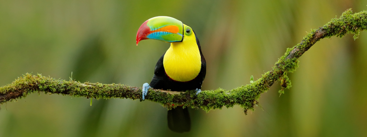 Keel-billed toucan with a vibrant multicolored beak perched on a moss-covered branch in a tropical forest — Birds, Period collection by Animals, Period. North America has lost nearly 3 billion birds since 1970 — a decline of 29% across all species. Habitat loss, outdoor cats, and window collisions are the primary drivers of this historic wildlife loss.