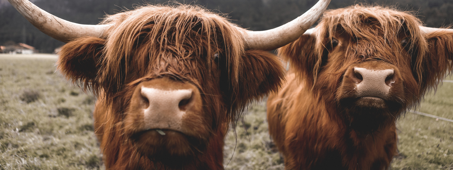 Two shaggy Highland cattle with long curved horns and reddish-brown fur facing the camera in a grassy field — Cows, Period collection by Animals, Period. Cows form strong social bonds with specific individuals, show measurable anxiety when separated from companions, and express joy when given access to open pasture. They are emotionally complex animals.
