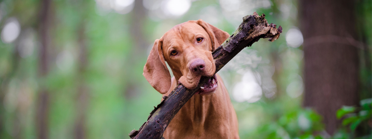 Golden Vizsla dog biting and carrying a large stick through a green forest — Dogs, Period collection by Animals, Period. Dogs have co-evolved with humans for over 15,000 years, developing an extraordinary ability to read emotions and form lasting bonds.