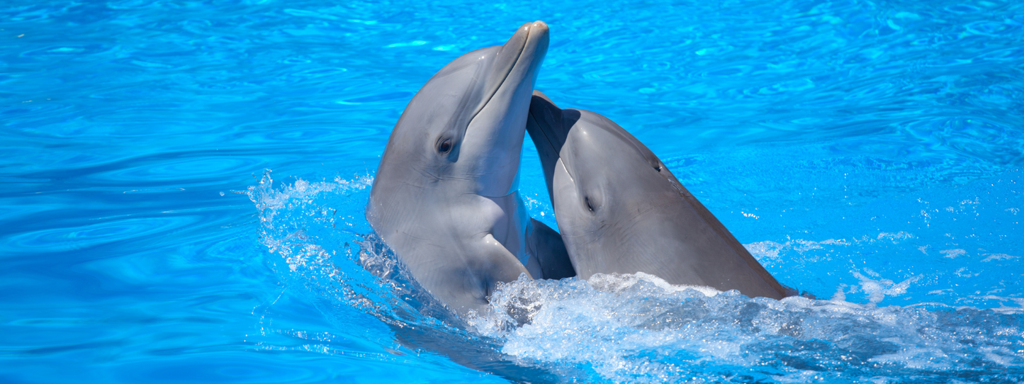 Two bottlenose dolphins swimming side by side in bright blue water with heads emerging from the surface — Dolphins, Period collection by Animals, Period. Dolphins develop unique signature whistles that function like individual names, remember other dolphins for decades, and demonstrate measurable empathy. Several dolphin species are critically endangered worldwide.