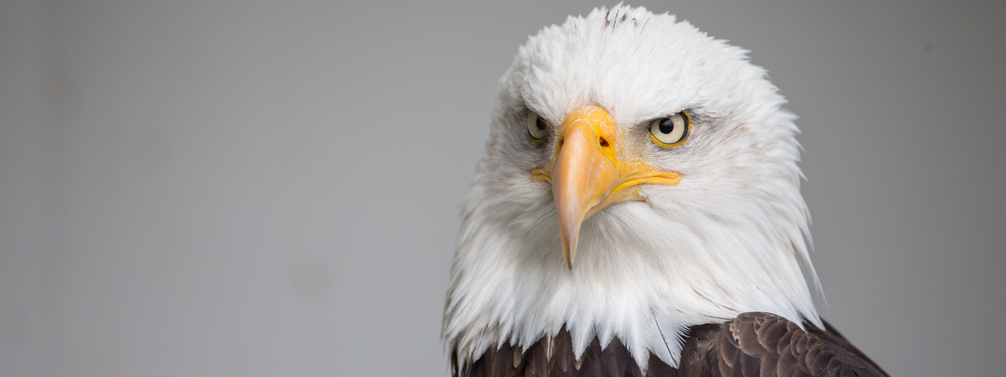 Close-up portrait of a bald eagle with an intense yellow eye and hooked beak against a grey background — Eagles, Period collection by Animals, Period. Eagles have vision four to eight times sharper than humans and can spot prey from over a mile away. The bald eagle recovered from near-extinction after DDT was banned in 1972. Shop eagle conservation apparel.