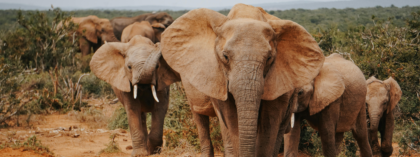 Herd of African elephants including adults and a calf walking along a dusty red savanna path through scrubby green vegetation — Elephants, Period collection by Animals, Period. African forest elephants are critically endangered and savanna elephants are endangered per the IUCN. Elephants mourn their dead and sustain family bonds across decades.