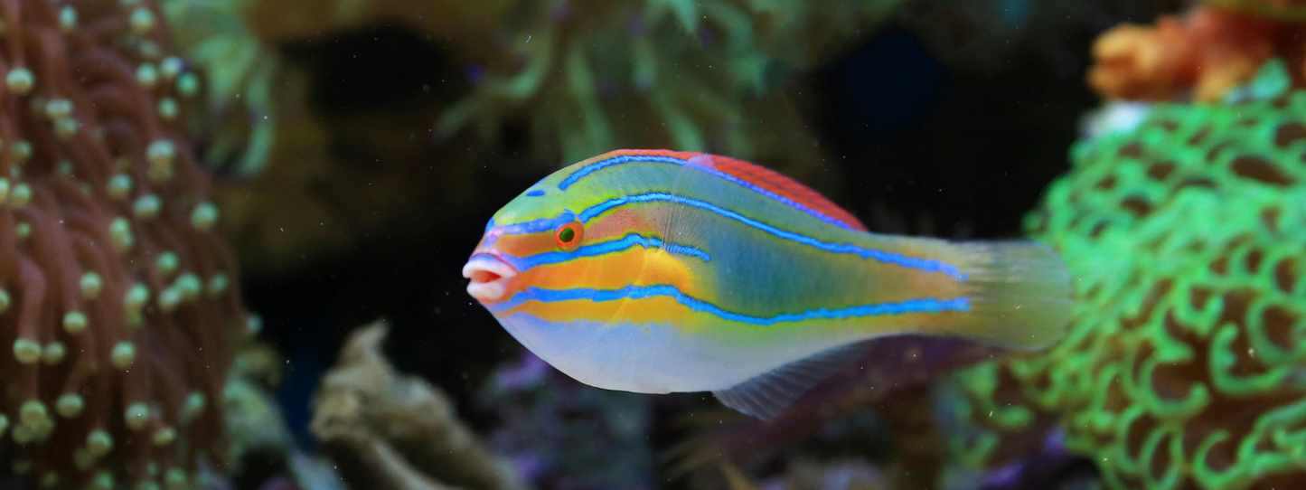Vibrantly colored wrasse fish with blue, green, red, and orange stripes swimming among coral reef in clear water — Fish, Period collection by Animals, Period. Over a third of freshwater fish species are threatened with extinction. Fish use tools, recognize individual humans, and exhibit long-term memory — far more complex than most people realize.