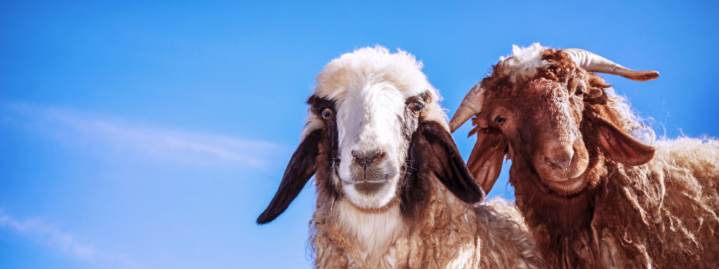 Two curious goats with small horns standing close together and looking directly at the camera against a vivid blue sky — Goats, Period collection by Animals, Period. Goats solve complex puzzles, remember solutions for up to ten months, and are among the first animals humans domesticated — over 10,000 years ago. Shop goat rescue apparel.