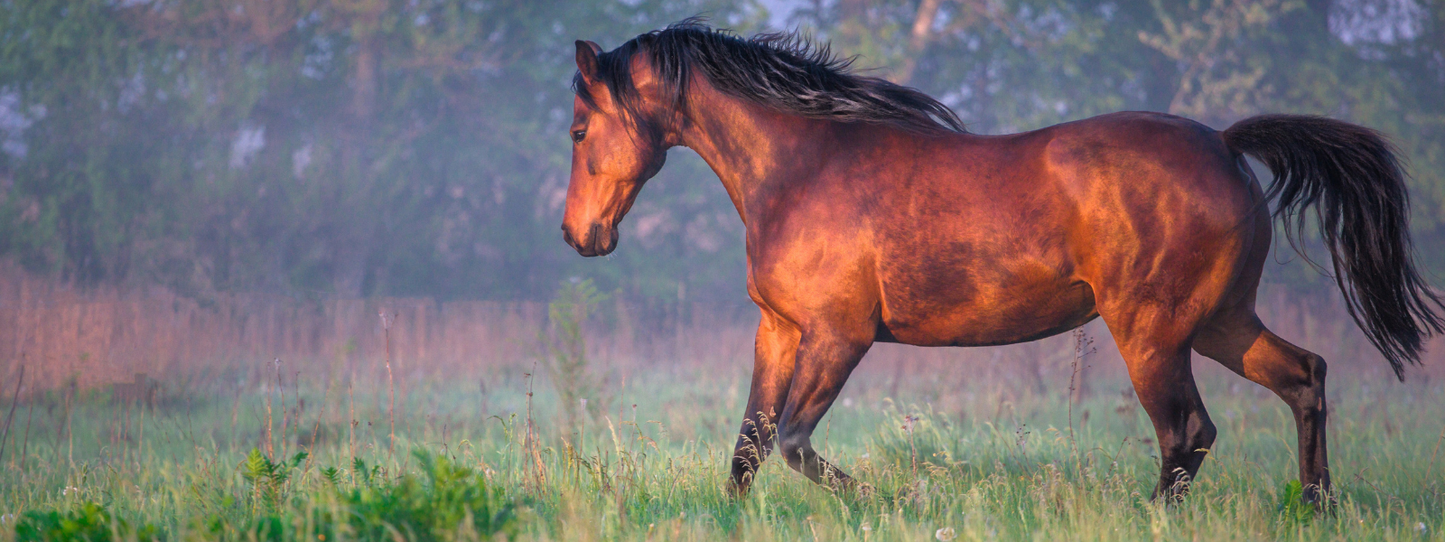A powerful bay horse with a flowing black mane trotting freely through a misty green field at golden hour — Horses, Period collection by Animals, Period. Horses recognize human facial expressions, remember people for years, and respond to human emotional states with remarkable sensitivity. Tens of thousands face neglect or slaughter in the U.S. each year.