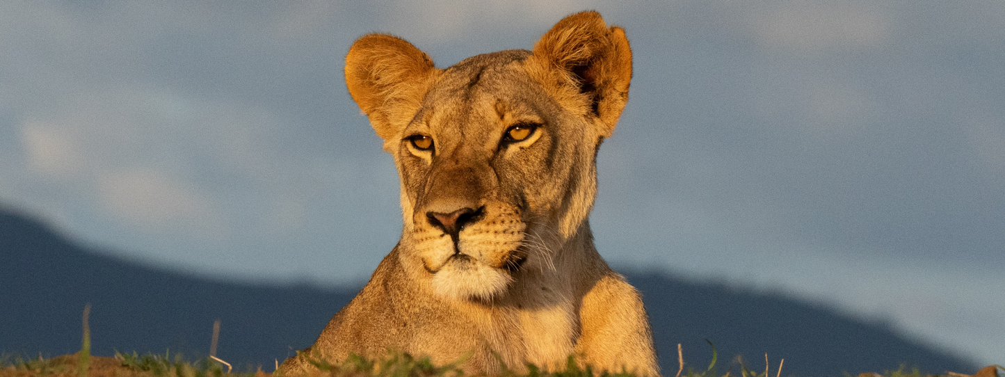 A lioness resting on African grassland, gazing at the camera with intense golden eyes, mountain silhouette and dramatic sky behind her — Lions, Period collection by Animals, Period. African lion populations have declined by 43% over the past two decades. As few as 20,000 lions remain in the wild, threatened by habitat loss and human-wildlife conflict.