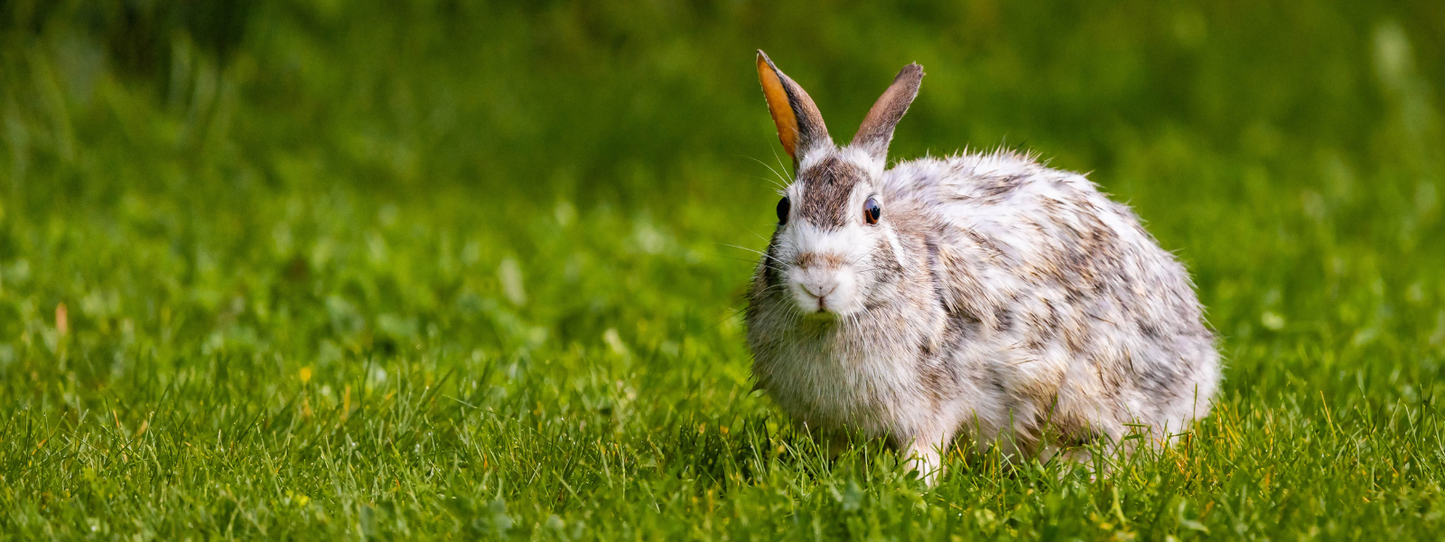 A white and grey speckled rabbit sitting alertly in lush green grass, ears raised and eyes bright — Rabbits, Period collection by Animals, Period. Rabbits are the third most surrendered pet to U.S. shelters. They live 10 to 12 years, form strong bonds with their humans, and show measurable stress when separated from companions they trust.