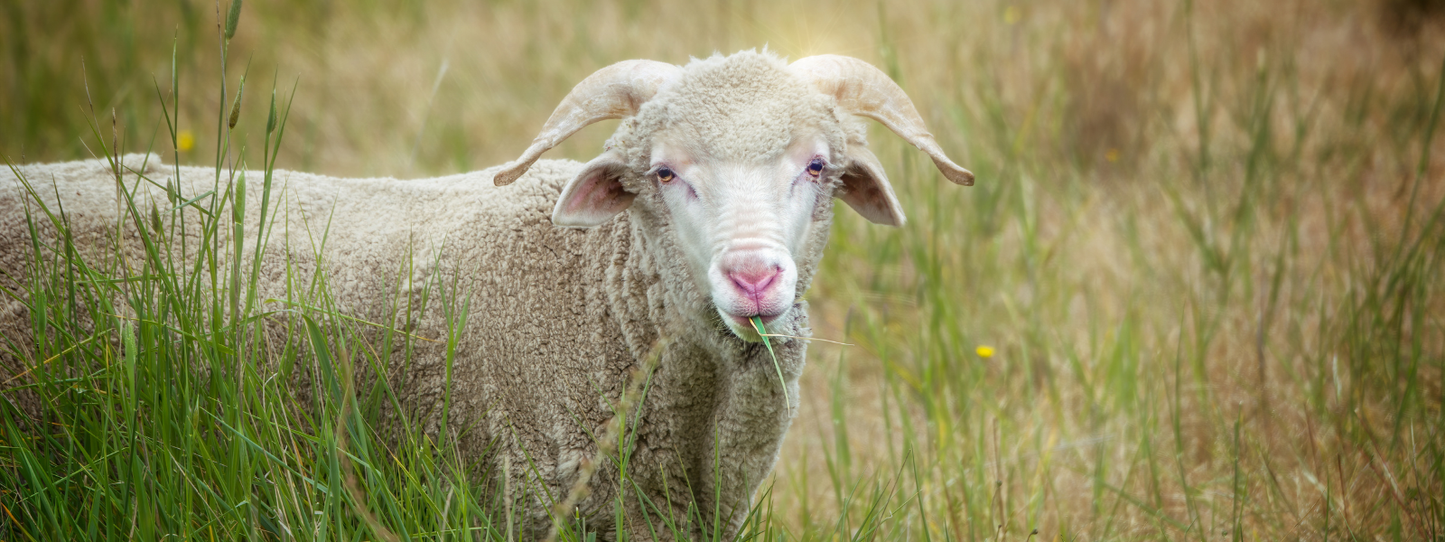 A white merino sheep with small curved horns standing in tall grass and looking at the camera while chewing — Sheep collection by Animals, Period. Sheep can recognize up to 50 individual sheep faces and remember them for years. They form strong social bonds and show signs of depression when isolated from their herd. Farm animal advocates wear their values.