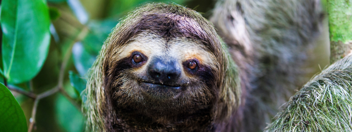 Close-up of a three-toed sloth hanging in tropical green foliage, its characteristic upward expression giving the appearance of a calm smile — Sloths, Period collection by Animals, Period. The pygmy three-toed sloth is critically endangered with fewer than 100 individuals remaining. Sloths move slowly as a precise survival strategy — not laziness.