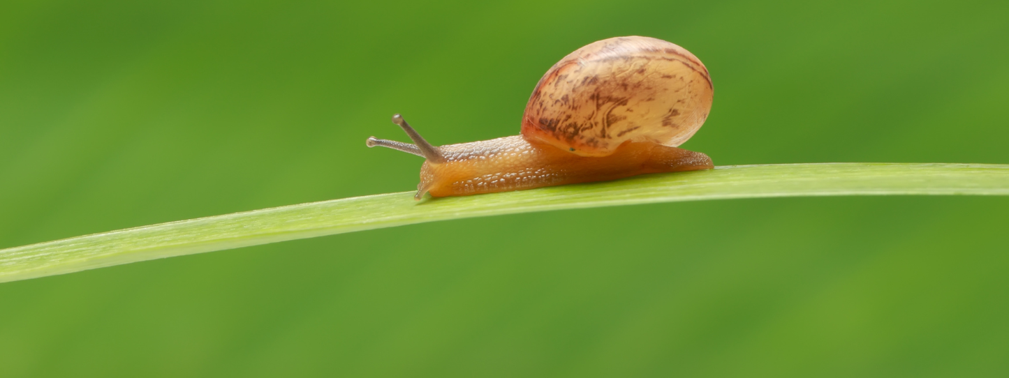 A small garden snail with a brown and tan shell making its way along a bright green blade of grass against a vivid green background — Snails collection by Animals, Period. Snails are among the oldest animals on earth, with fossil records going back 500 million years. They play a vital role in soil health and ecosystem decomposition.