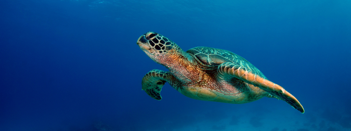 A green sea turtle gliding through crystal-clear deep blue ocean water with sunbeams filtering down from the surface above — Turtles, Period collection by Animals, Period. Six of the seven sea turtle species are threatened or endangered. Turtles have existed for 220 million years, surviving mass extinctions — and now face their greatest threat yet.