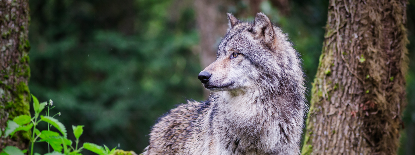 A gray wolf standing between moss-covered tree trunks in a lush green forest, looking alertly to the side — Wolves, Period collection by Animals, Period. Wolf reintroduction in Yellowstone triggered a trophic cascade that reshaped river systems and helped recover dozens of species. Mexican gray wolves number fewer than 250 individuals in the wild.